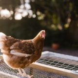 Oeufs Mous Causes Et Solutions Poulorama Tout Sur Les Poules