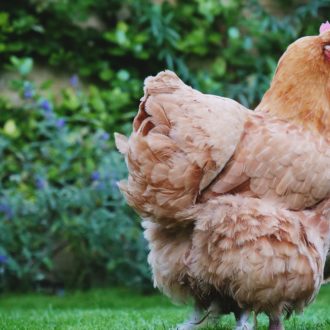 Les Poules Peuvent Elles Manger Du Ma S Poulorama Tout Sur Les Poules