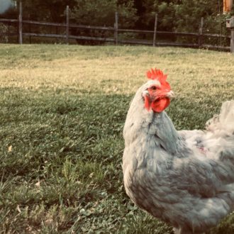 Soigner la diarrhée chez la poule Poulorama tout sur les poules