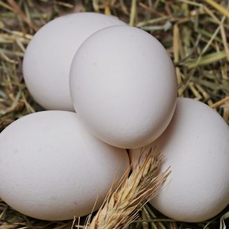 Soigner les poules de façon naturelle Poulorama tout sur les poules