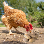 Pourquoi Les Poules Pondent De Petits Ufs Poulorama Tout Sur Les