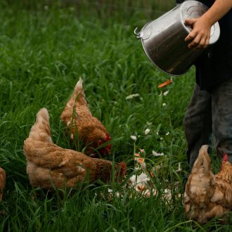 Soigner les poules de façon naturelle Poulorama tout sur les poules