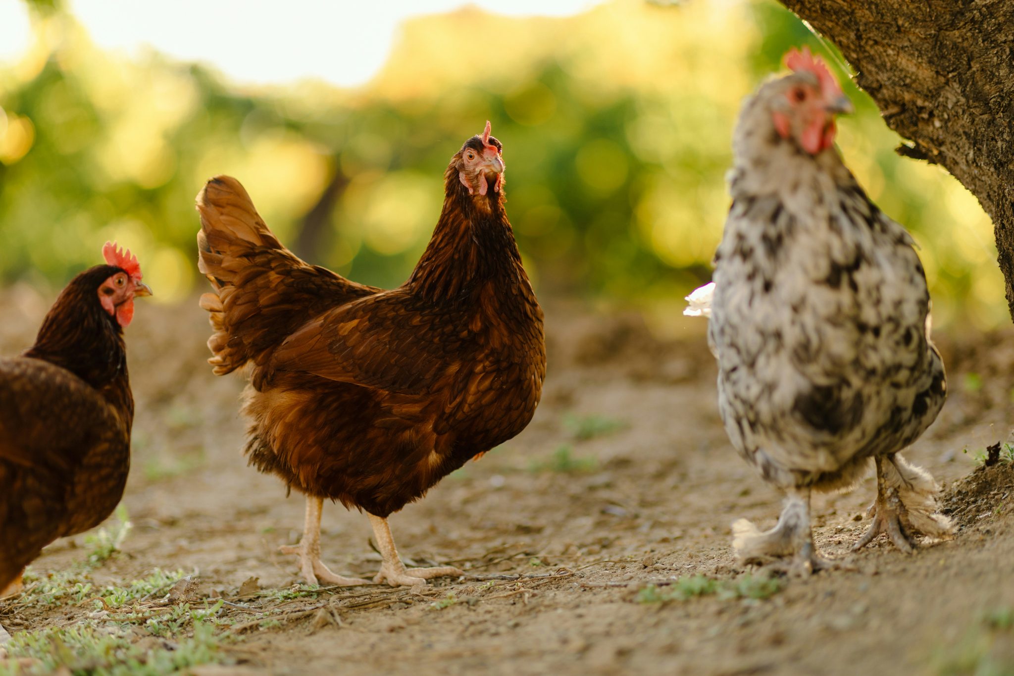 Traiter les infections à E coli chez les poules Poulorama tout sur