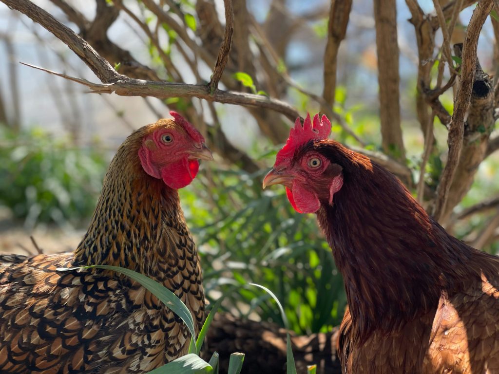 Idées de noms pour vos poules et vos coqs en 0 - 2018