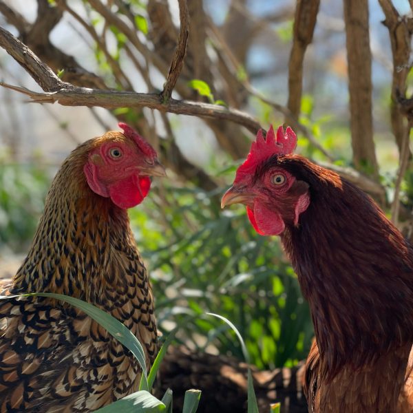 Idées de noms pour vos poules et vos coqs en 0 - 2018
