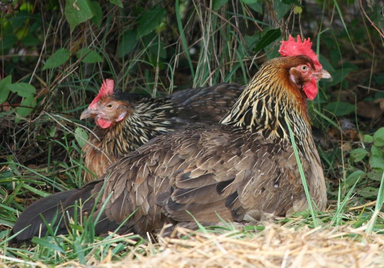 Archives Des Coryza Des Poules Poulorama Tout Sur Les Poules 