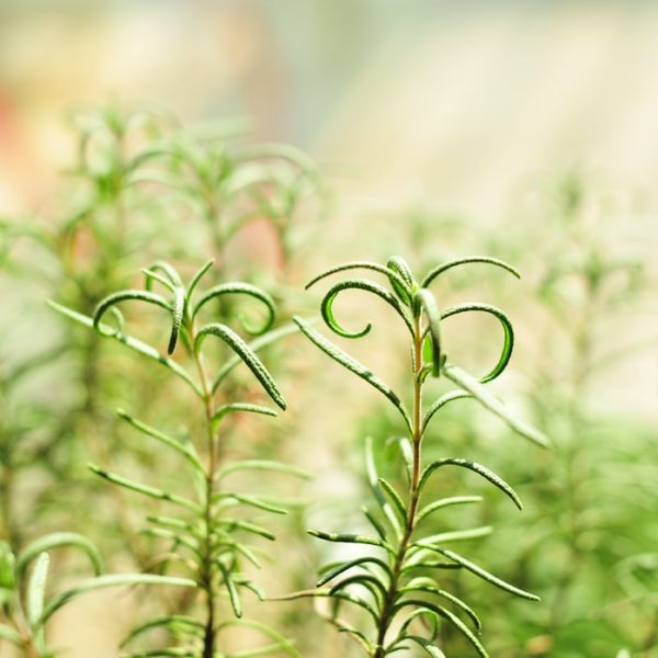 poulorama-12-herbes-aromatiques-a-cultiver-autour-du-poulailler