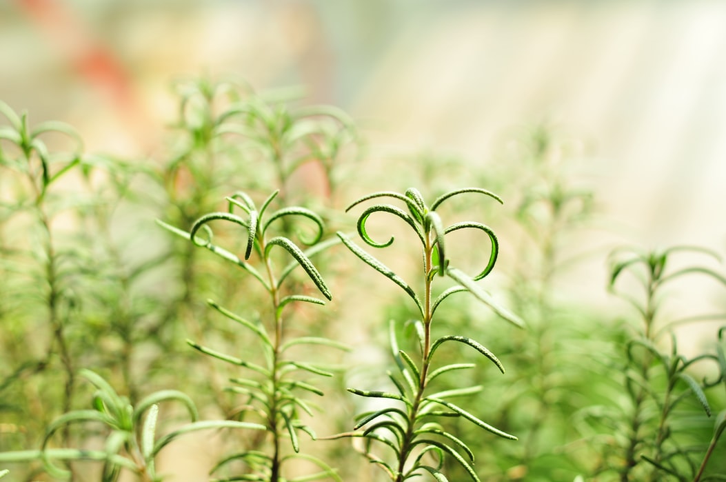 poulorama-12-herbes-aromatiques-a-cultiver-autour-du-poulailler