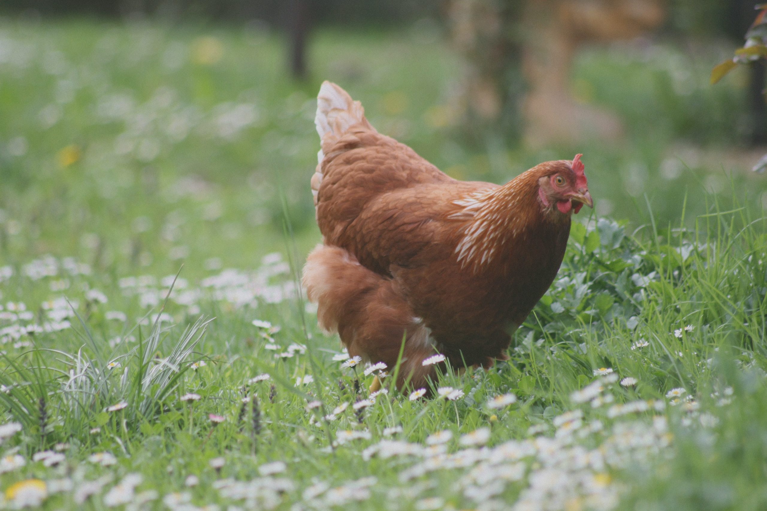 poulorama-6 plantes pour des poules en santé!