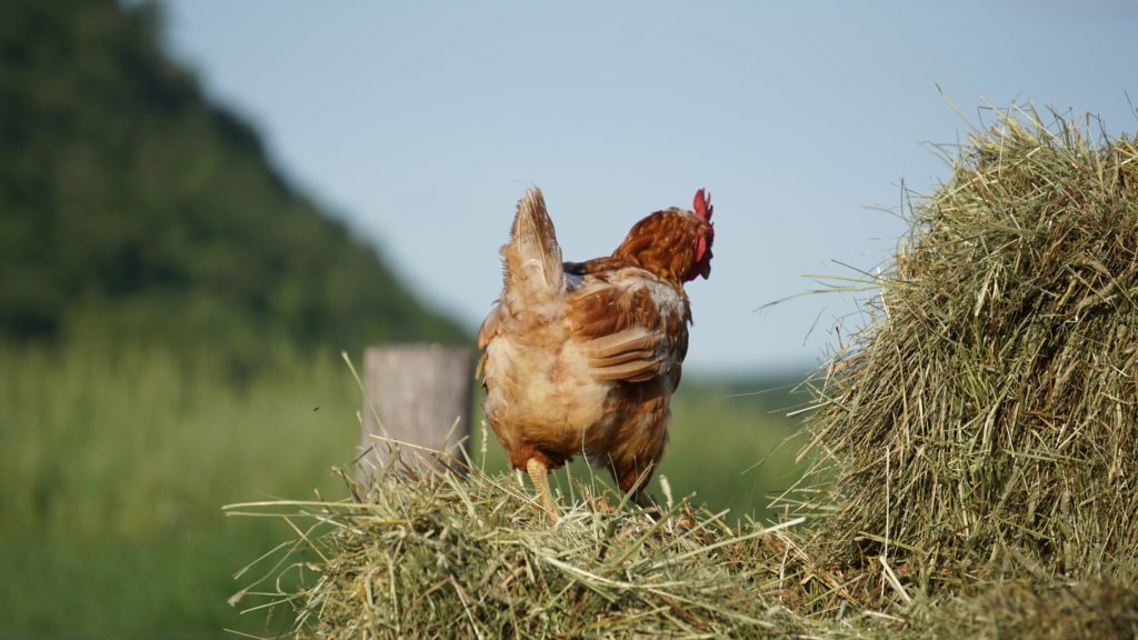 poulorama-Cultiver la nourriture de vos poules