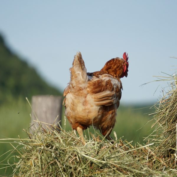 poulorama-Cultiver la nourriture de vos poules