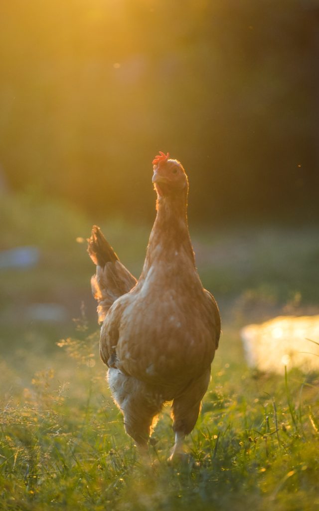 poulorama-Liste des aliments dangereux pour les poules