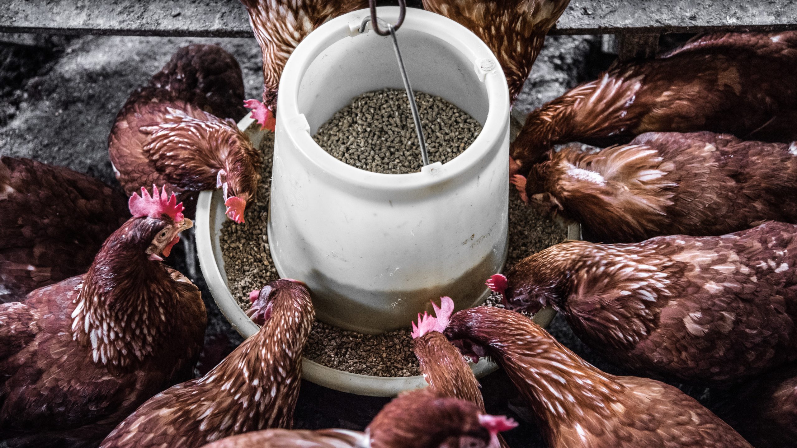 Archives Des Recette Pat Pour Poules Pondeuses Poulorama Tout Sur 