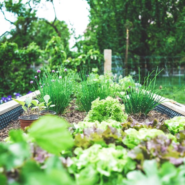 poulorama-cultivez-un-potager-pour-vos-poules