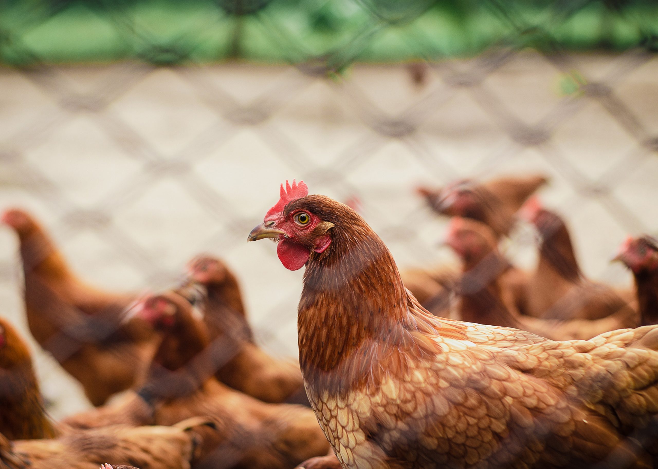poulorama-des-poules-la-base-pour-etre-plus-autonome