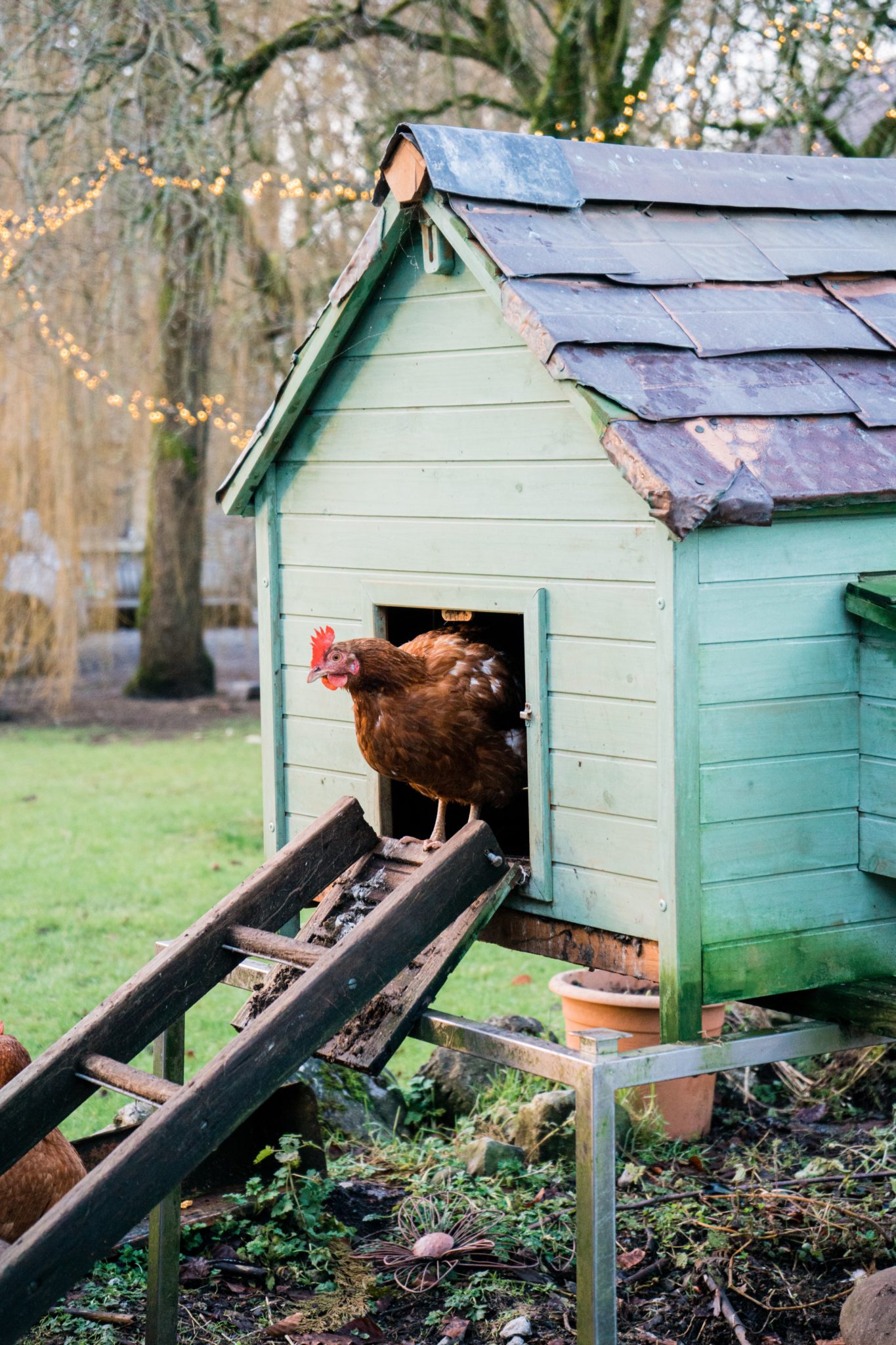 Archives des Comment isoler un poulailler Poulorama tout sur les poules