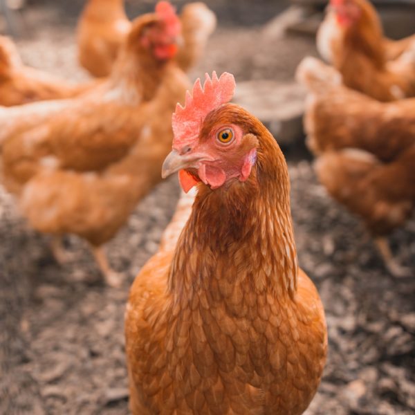 poulorama-larrivee-des-poules-a-la-maison