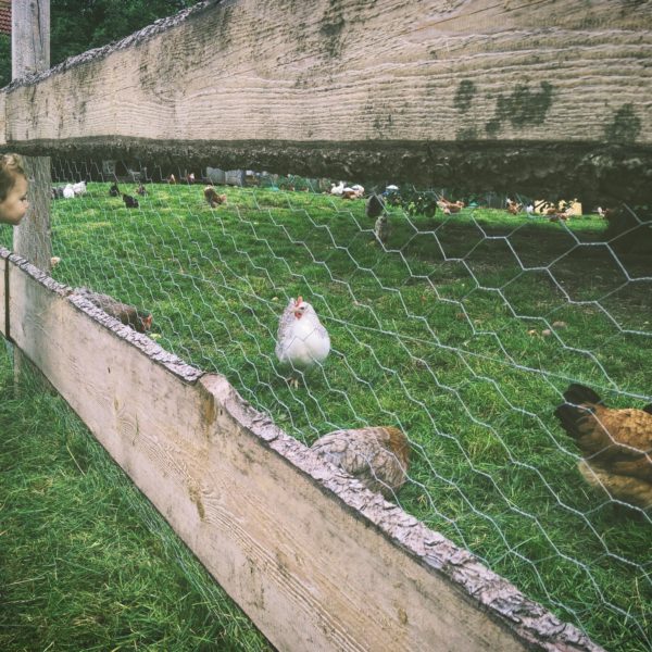 poulorama-le-parcours-ideal-des-poules