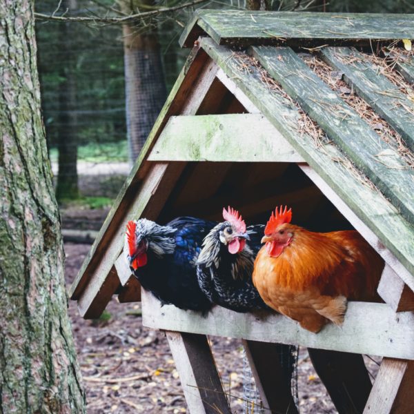 Quel poulailler pour mes poules ? - Poulorama - tout sur les poules