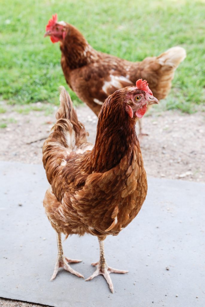 Huile de cade pour les poules : comment l'utiliser dans le poulailler ?