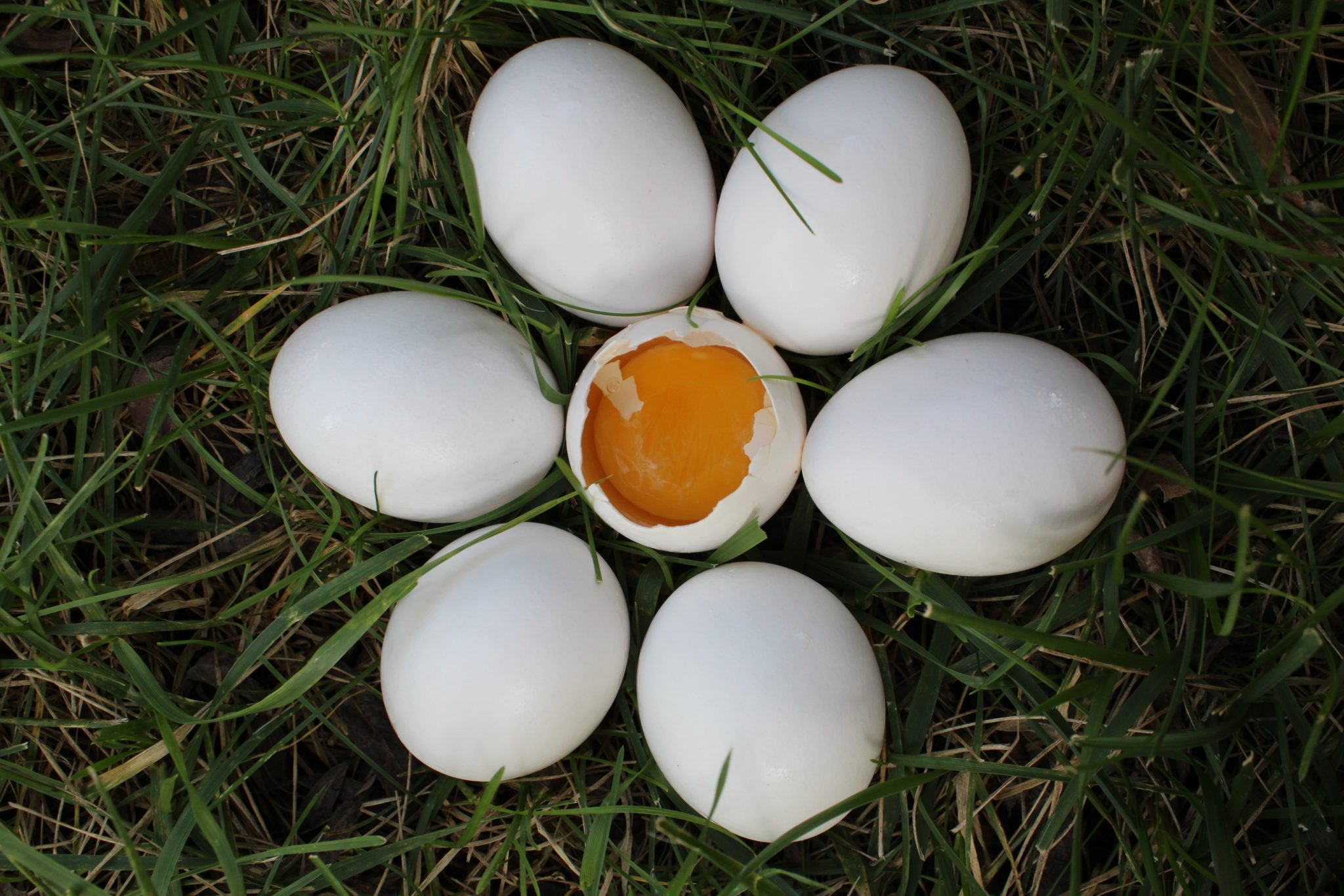 Empêcher les poules de manger leurs œufs