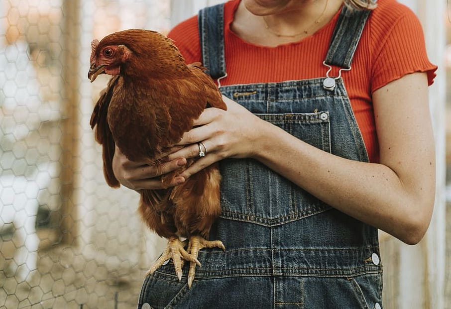 blog-sur-les-poules-par-une-passionnee-des-galinacees