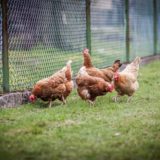 5-gadgets-pour-proteger-les-poules-des-predateurs
