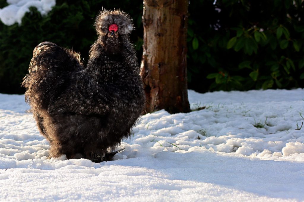 Prendre soin poules en hiver