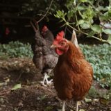Empêchez les poules de su0027envoler - Poulorama - tout sur les poules