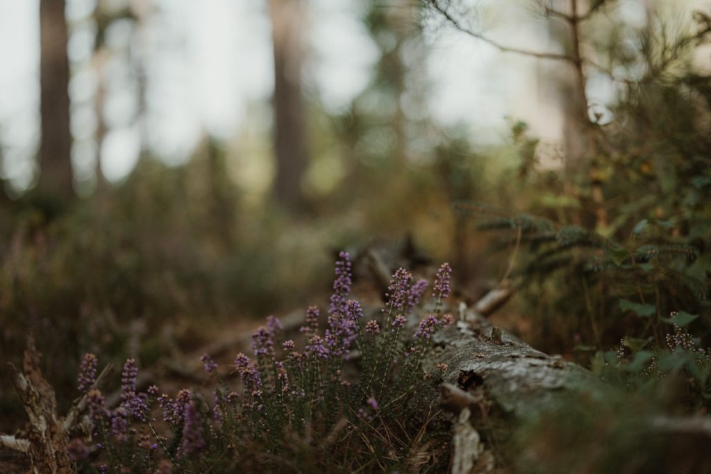 la-mort-subite-des-poules-les-causes