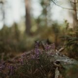 la-mort-subite-des-poules-les-causes