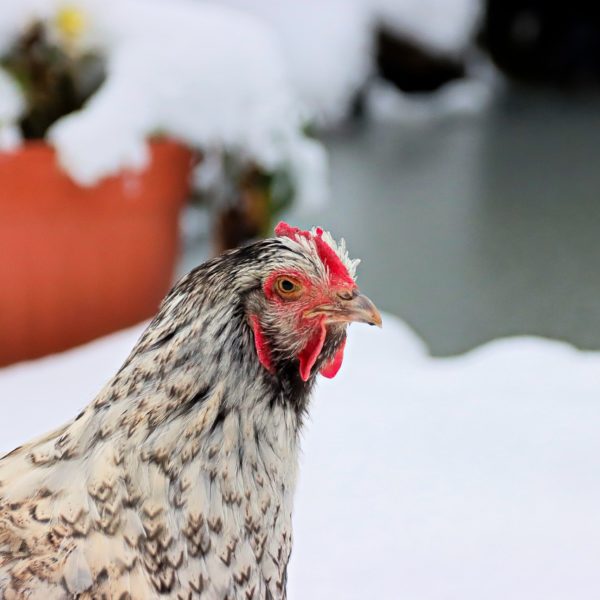 poules en hiver neige