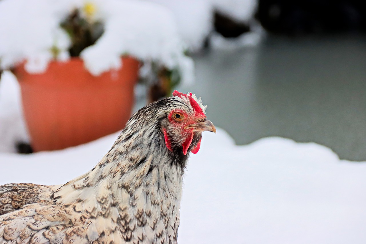 poules en hiver neige