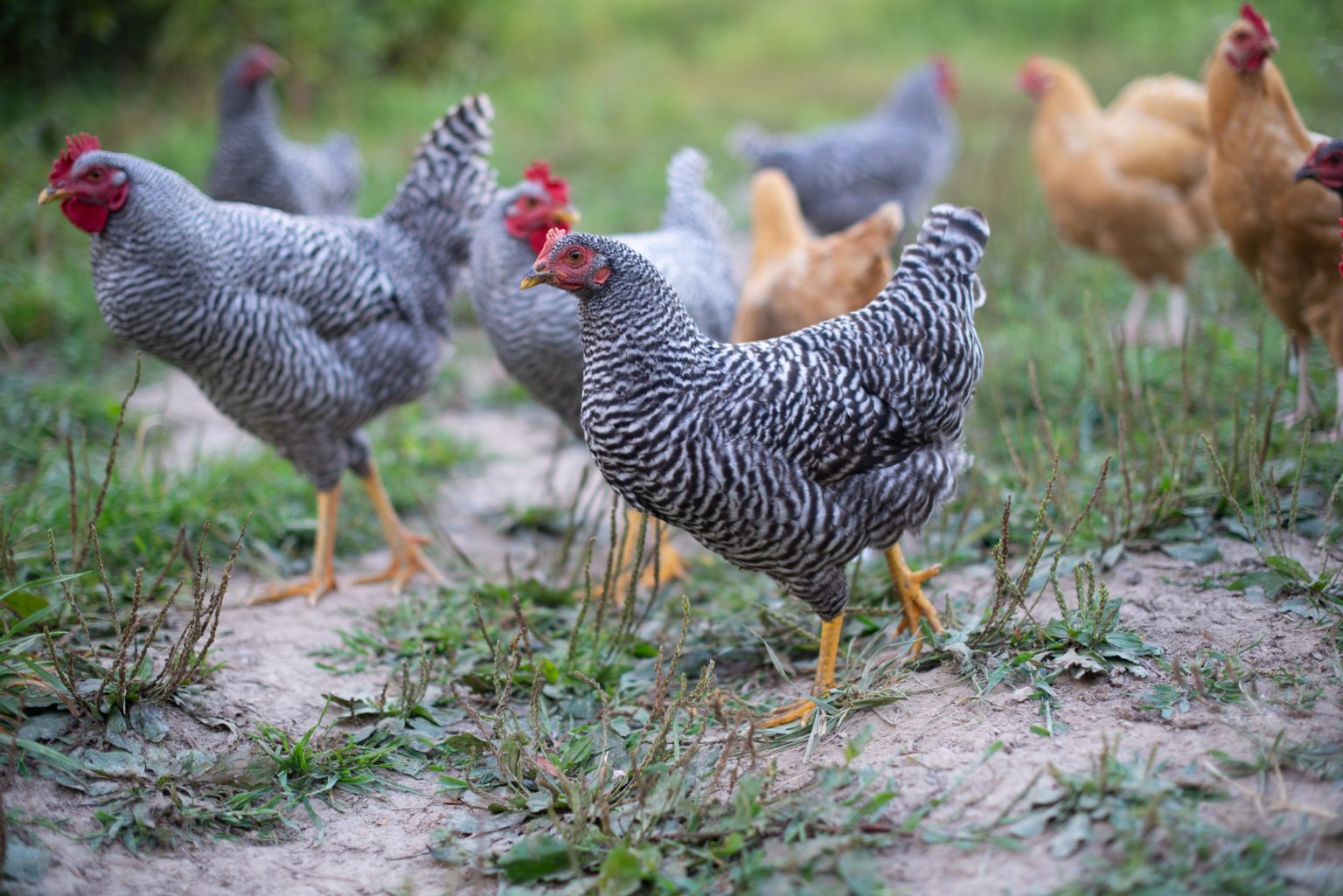 Archives des Où se procurer des poules de réforme ? Poulorama tout