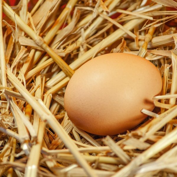 Les œufs de poule peuvent-ils geler en hiver