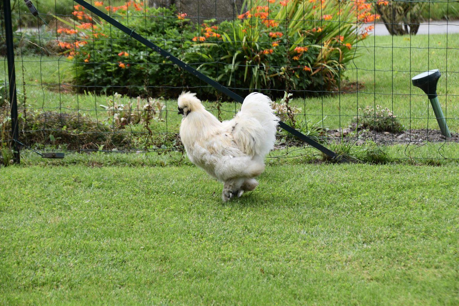 Les poules peuventelles manger de l