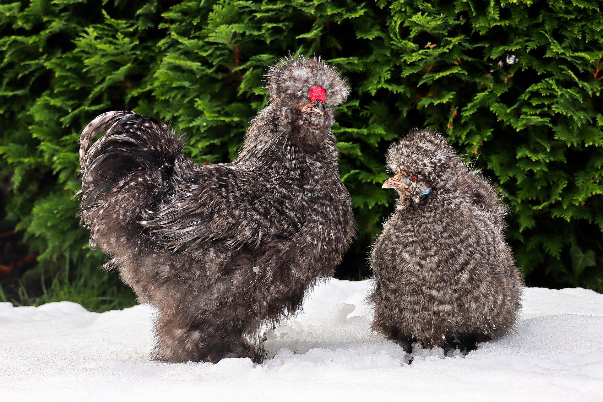 est-ce-que-les-poules-aiment-la-neige