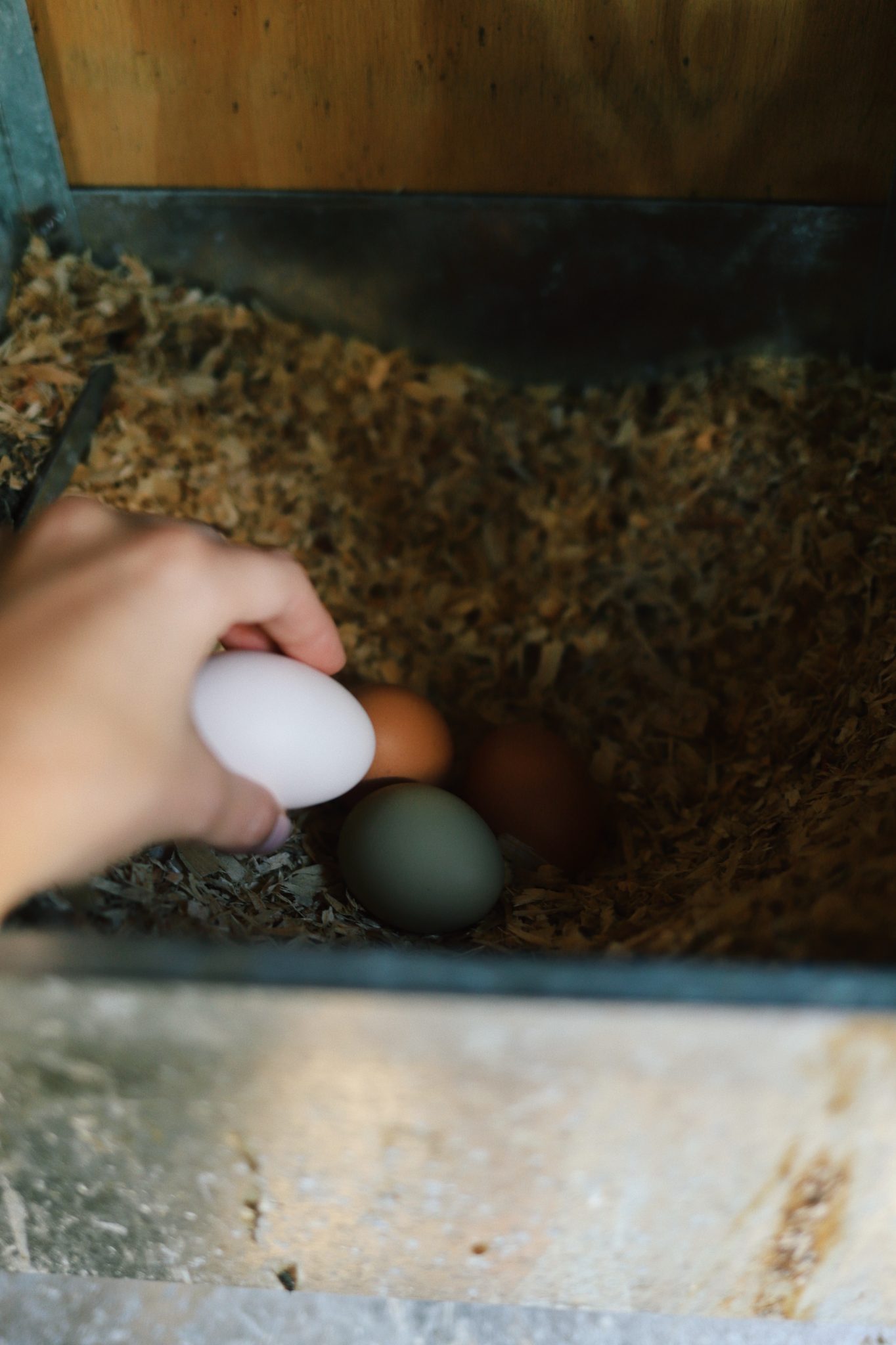 Une poule peutelle pondre deux œufs par jour? Poulorama tout sur les poules