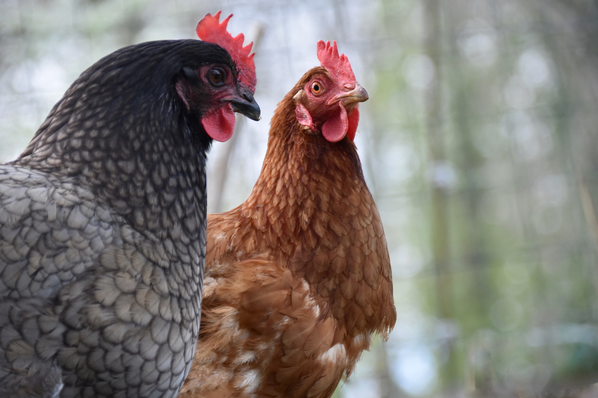 les-poules-ont-elles-besoin-de-complements-en-vitamines-et-mineraux