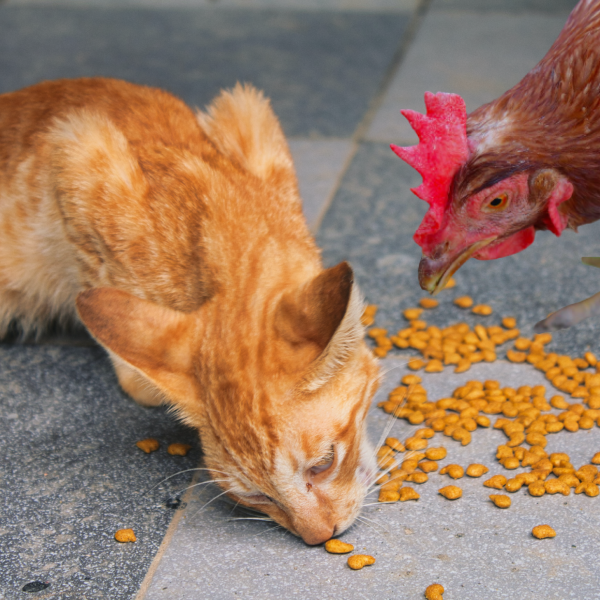 les-poules-peuvent-elles-manger-des-aliments-pour-chats