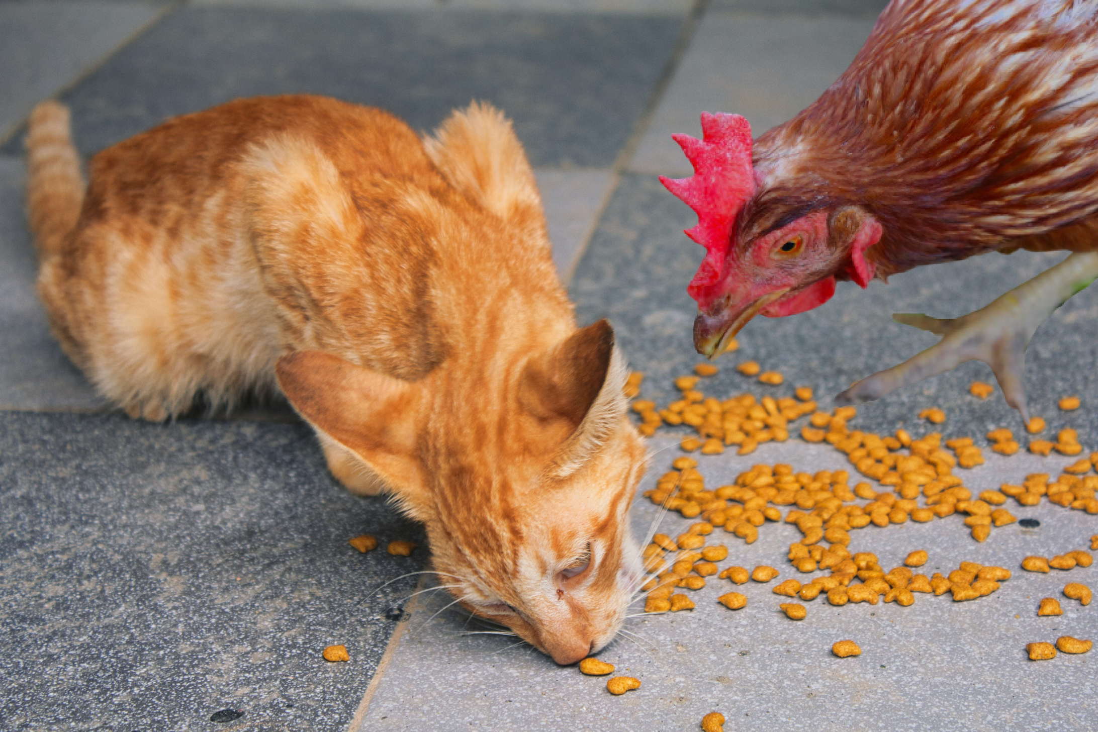 les-poules-peuvent-elles-manger-des-aliments-pour-chats