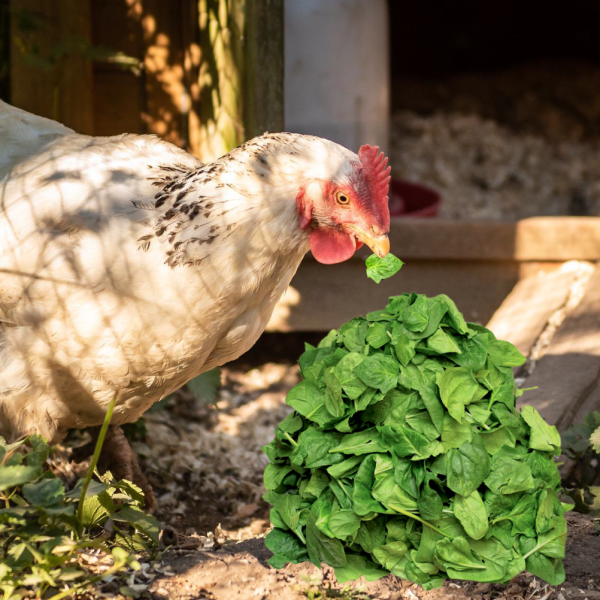 les-poules-peuvent-elles-manger-des-epinards