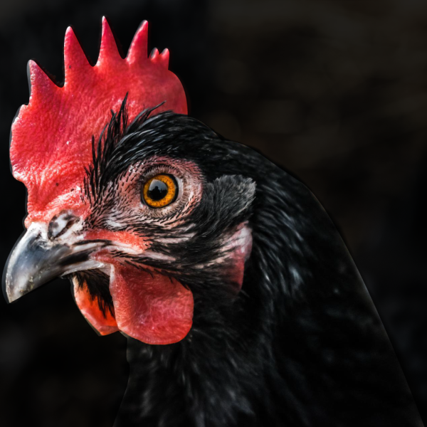 les-poules-peuvent-elles-voir-dans-le-noir-l'obscurité