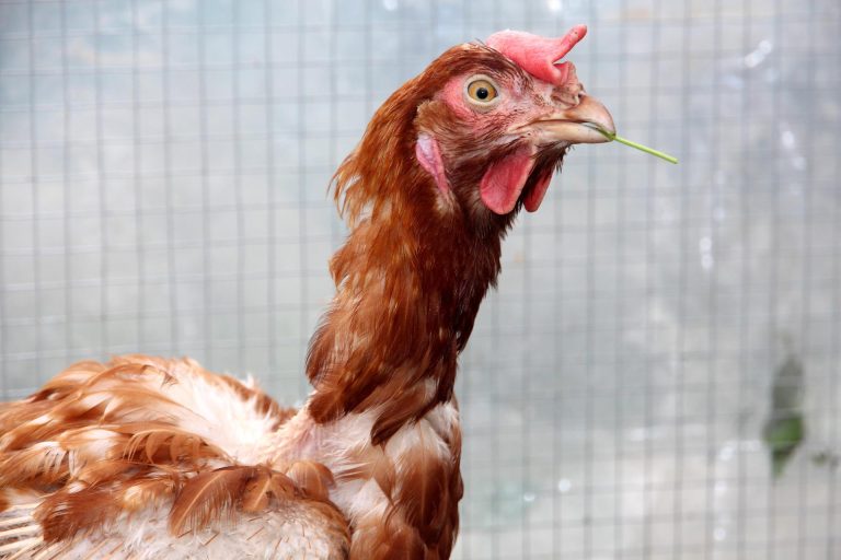 Archives des pourquoi mon coq perd ses plumes Poulorama tout sur les poules