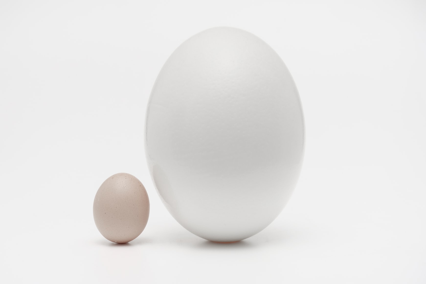 pourquoi-les-poules-pondent-elles-de-petits-oeufs