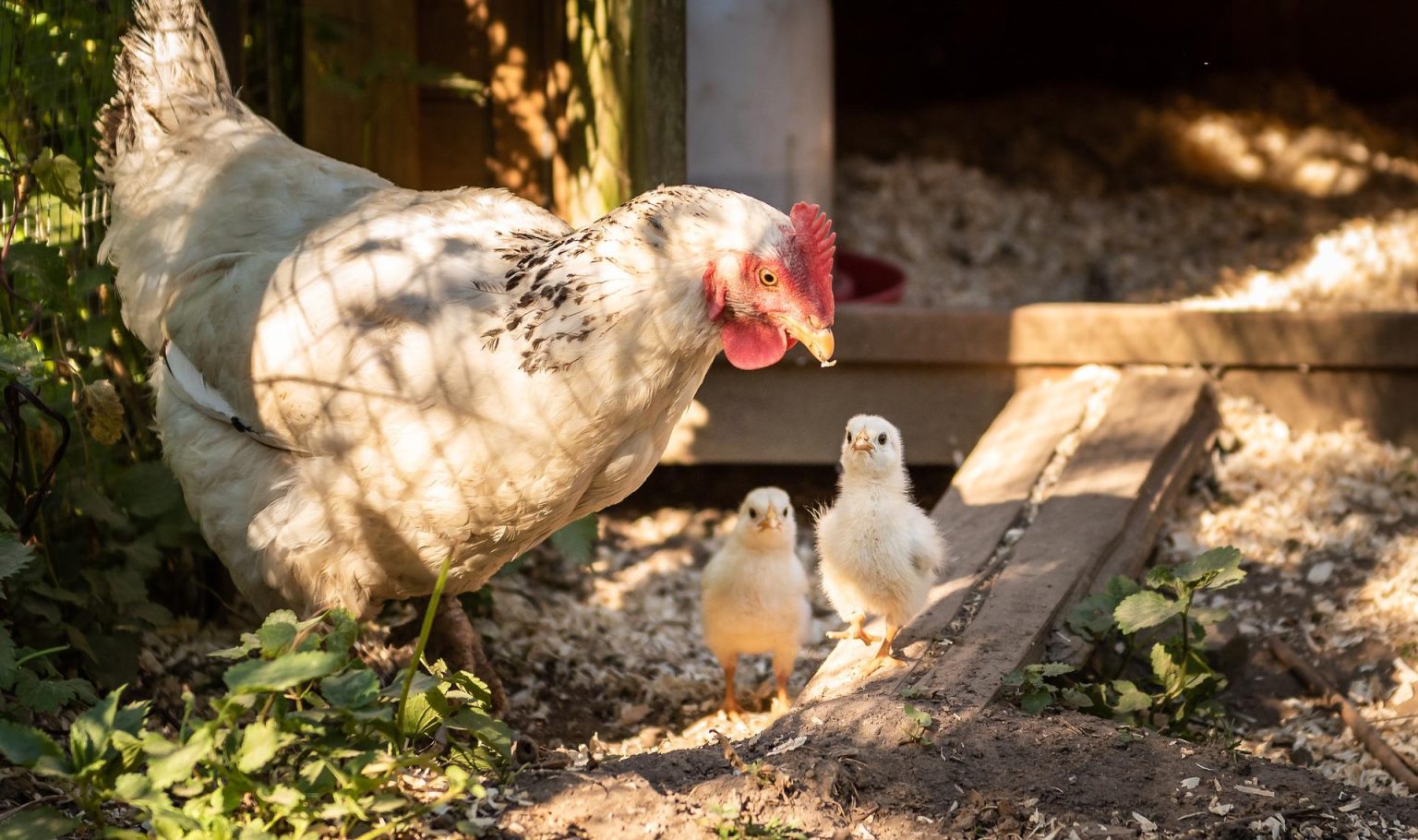 Archives des traitement naturel coccidiose poule Poulorama tout sur — free download