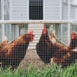 faire-rentrer-les-poules-dans-leur-poulailler-la-nuit