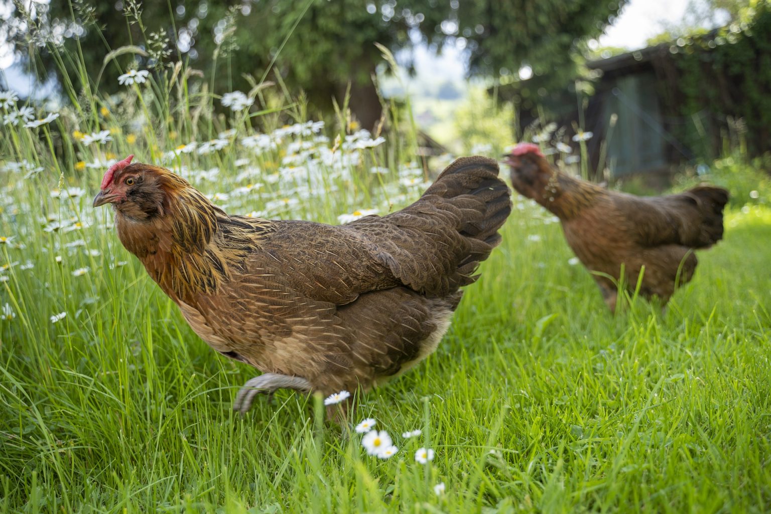 Plantes à cultiver pour les poules Poulorama tout sur les poules