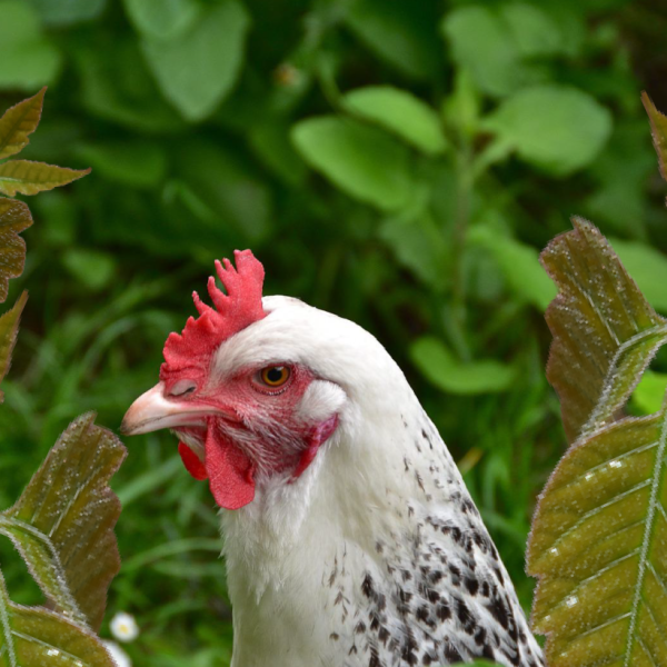 les-poules-peuvent-elles-manger-du-sumac-vénéneux