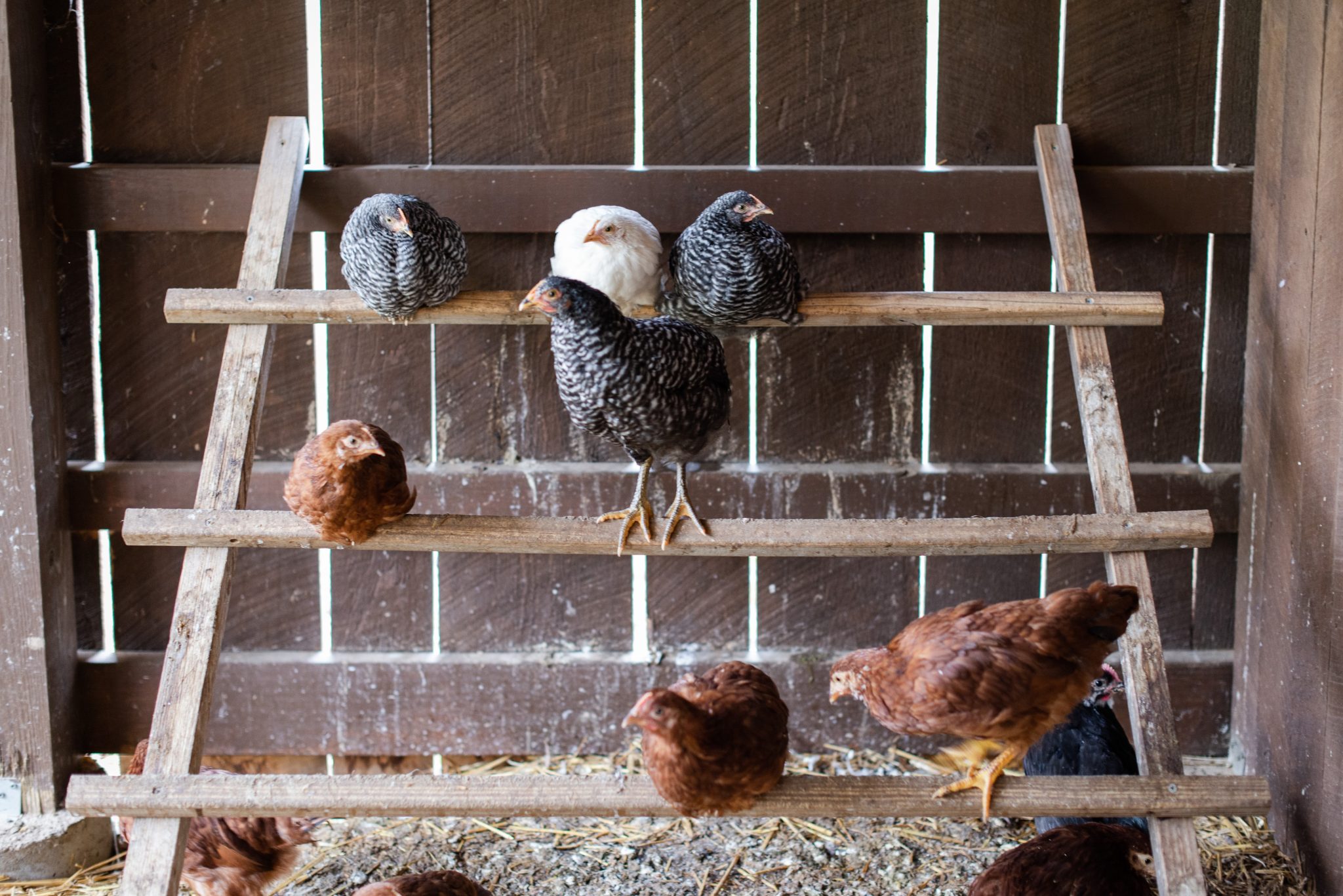 Perchoir à Poules Renforcé En Bois - Support Portable Gain De Place Pour Poules Et Poussins